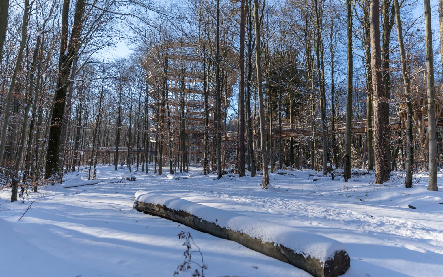 Winter auf dem Baumwipfelpfad