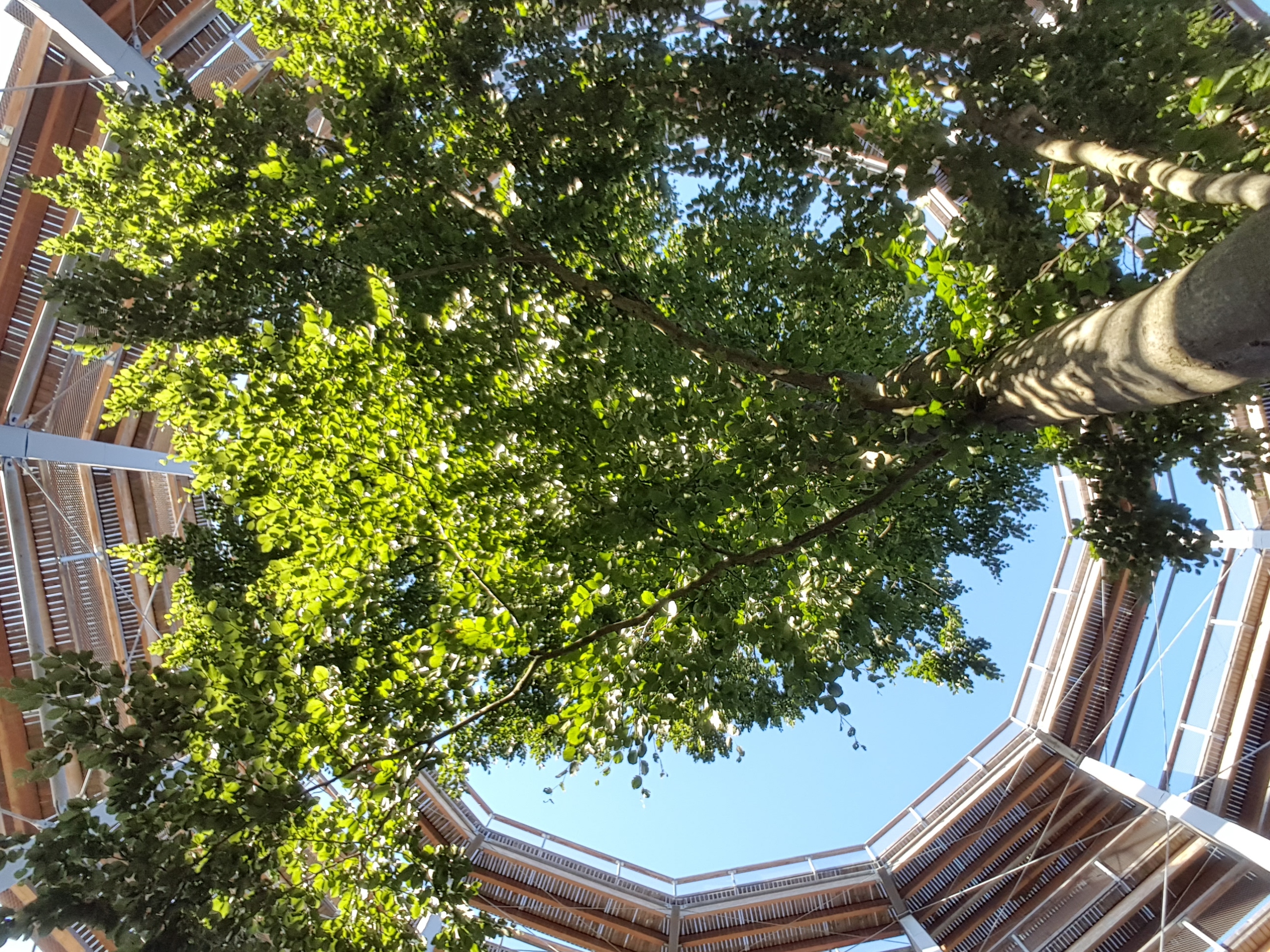 Turmbuche - Blick nach oben