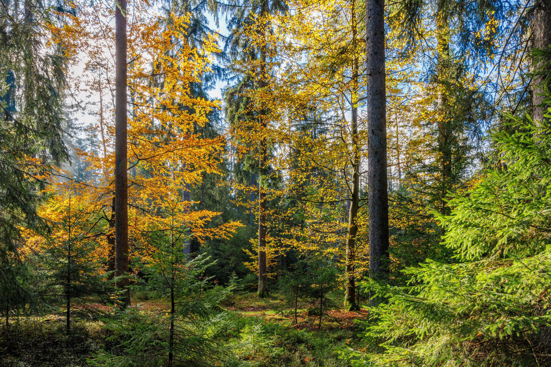 Mischwald im Bayerischen Staatswald