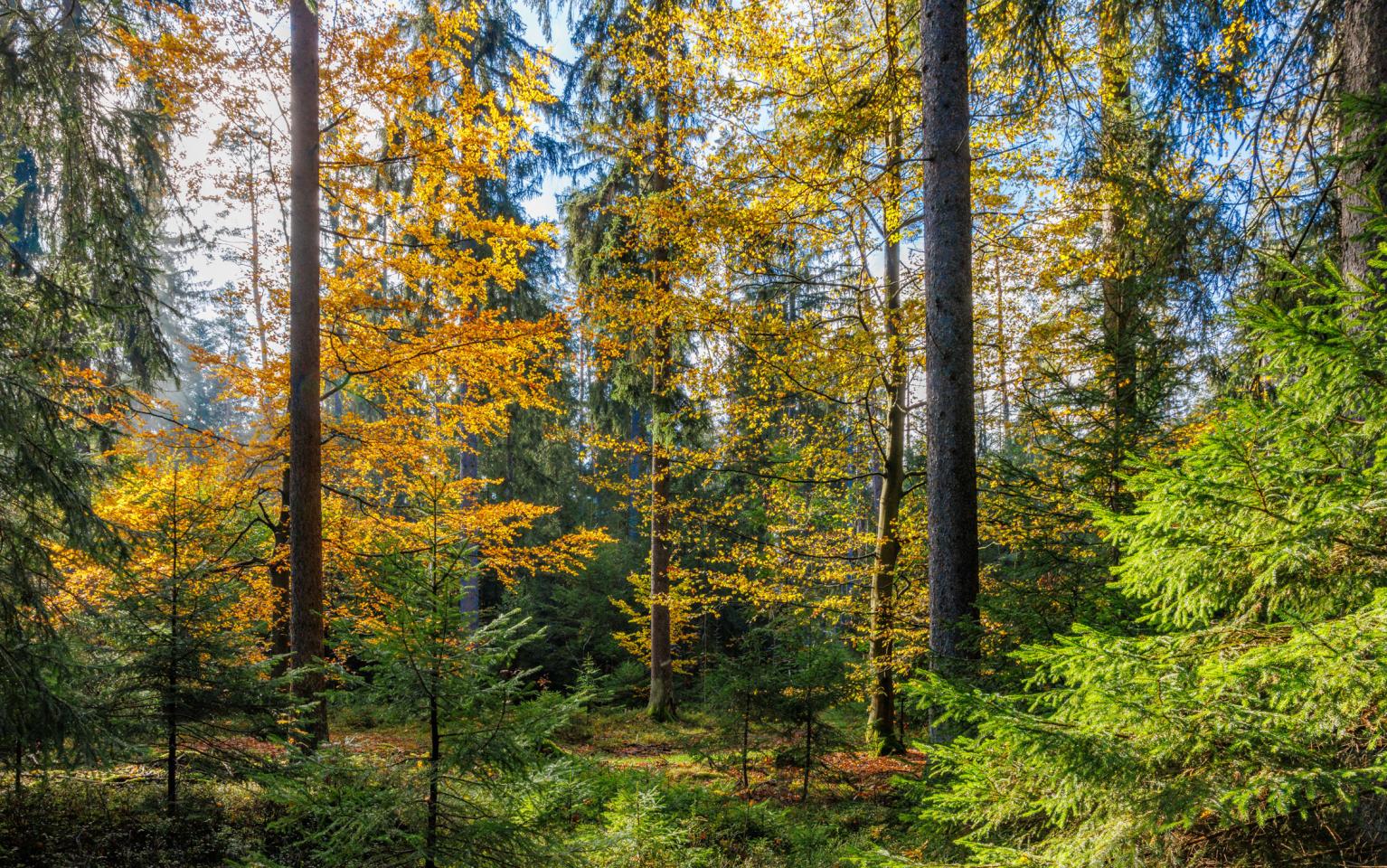 Mischwald im Bayerischen Staatswald